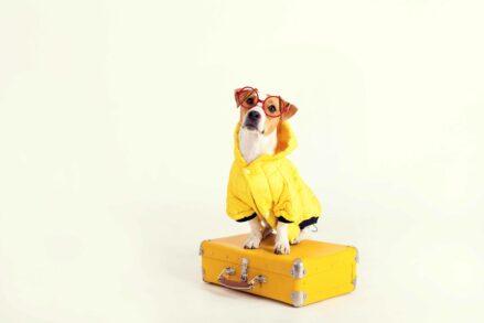 Accompagnatore turistico